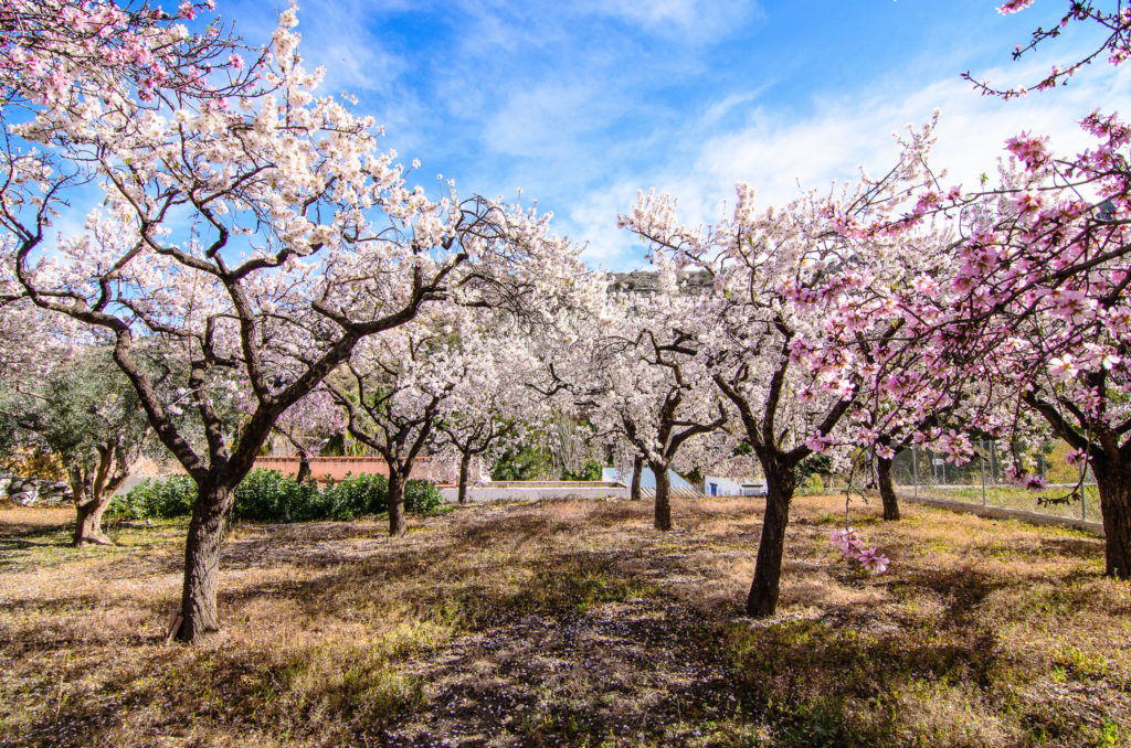 Huerto de almendros en flor